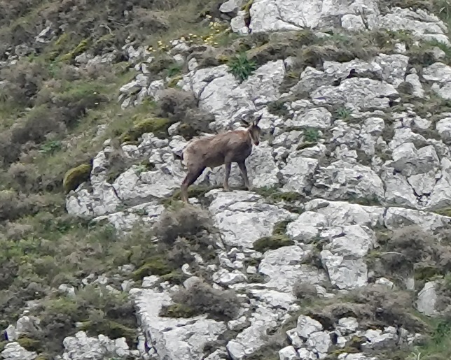 Cantabrian chamois